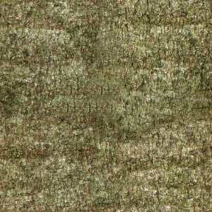树皮树干表面-ID:144359116