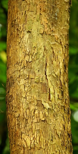 ModernBark Texture