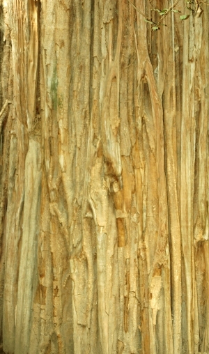 ModernBark Texture