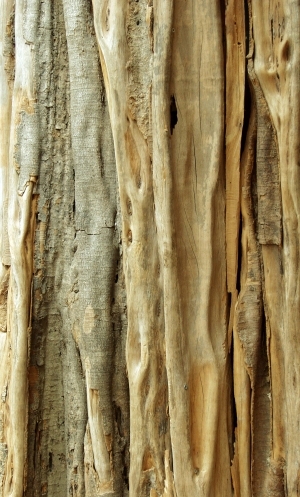 ModernBark Texture