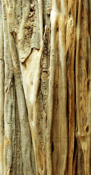 ModernBark Texture