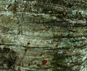 ModernBark Texture