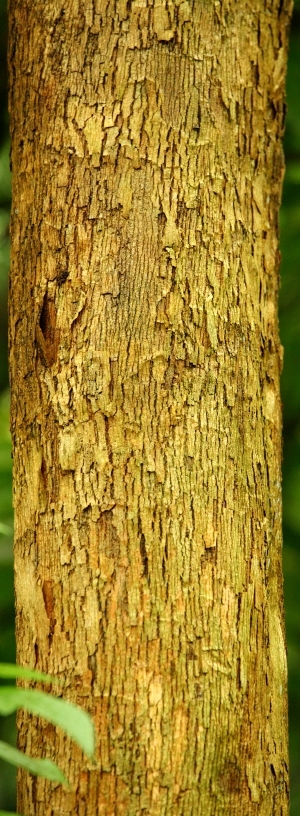 ModernBark Texture
