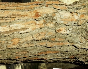 ModernBark Texture