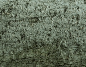 树皮树干表面-ID:569828031
