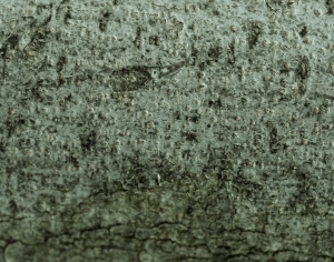 ModernBark Texture
