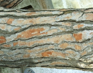 ModernBark Texture