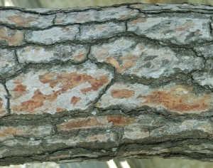 ModernBark Texture