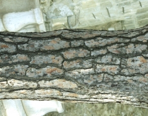 ModernBark Texture