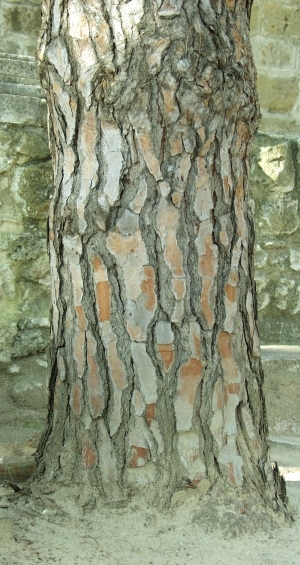 ModernBark Texture