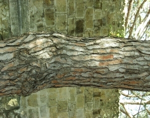 ModernBark Texture