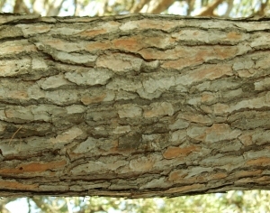 ModernBark Texture