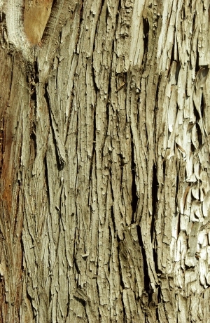 ModernBark Texture