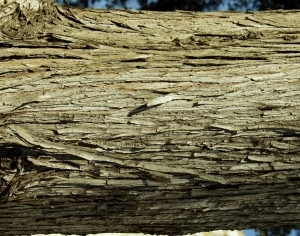 ModernBark Texture