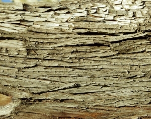 ModernBark Texture