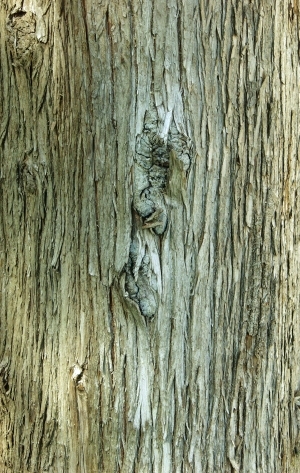 ModernBark Texture