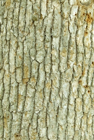 ModernBark Texture