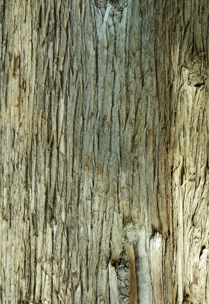ModernBark Texture