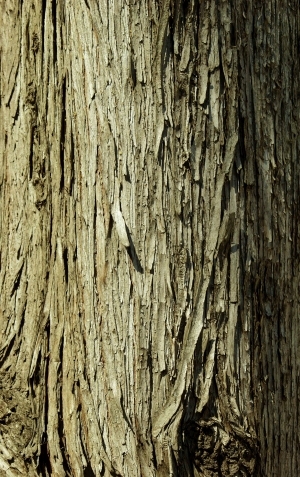 ModernBark Texture