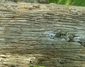 ModernBark Texture