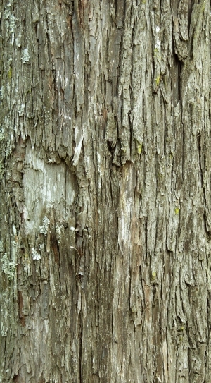 ModernBark Texture
