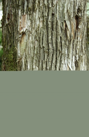 树皮树干表面-ID:209252122
