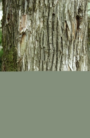 ModernBark Texture