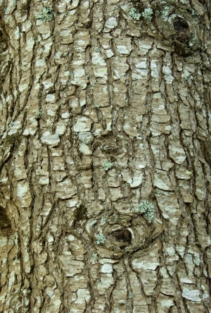 ModernBark Texture