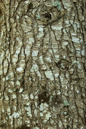 ModernBark Texture