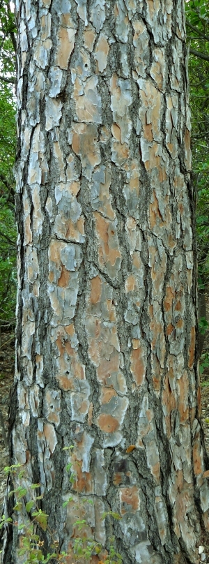 ModernBark Texture