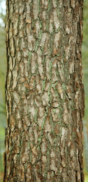 ModernBark Texture