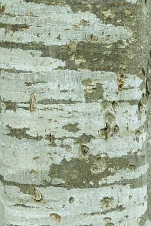 ModernBark Texture