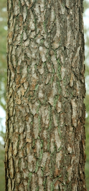 ModernBark Texture