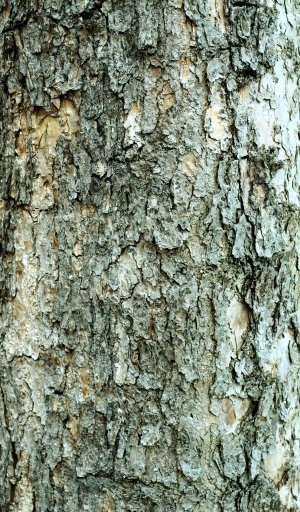 ModernBark Texture