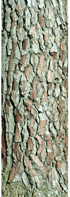 ModernBark Texture