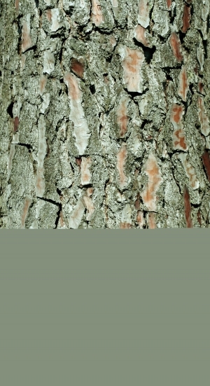 ModernBark Texture