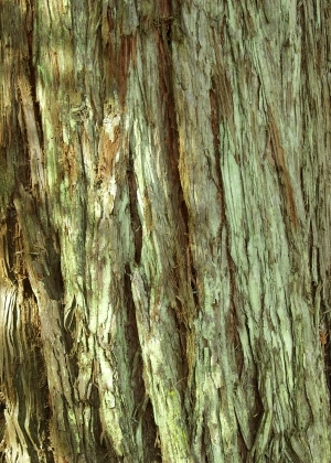 ModernBark Texture
