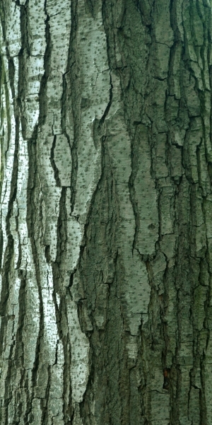 ModernBark Texture