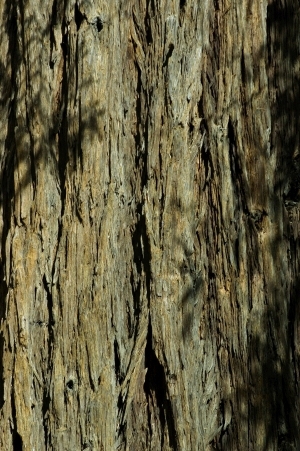 ModernBark Texture