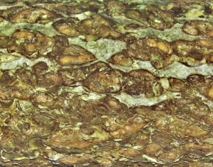 ModernBark Texture