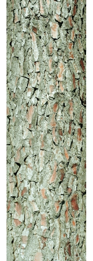 ModernBark Texture