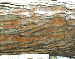 ModernBark Texture