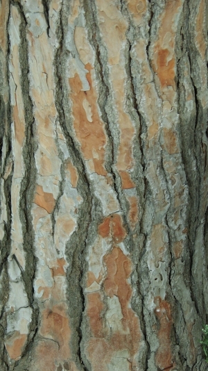 ModernBark Texture