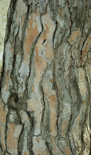 ModernBark Texture