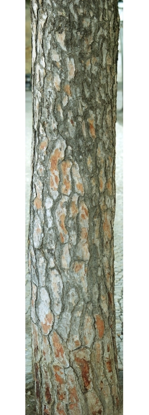 ModernBark Texture
