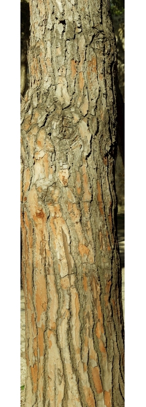 ModernBark Texture