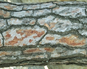 ModernBark Texture