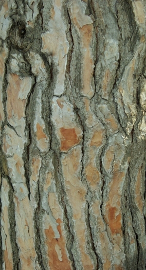 ModernBark Texture
