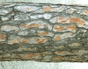 ModernBark Texture