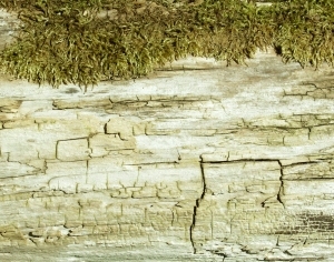 ModernBark Texture